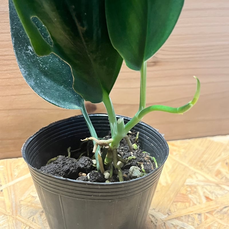 スキンダプサス ブラックトレビー | GREEN LUCK