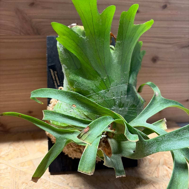 ビカクシダ コロナリウム 'フィリピネス コンパクト' | GREEN LUCK