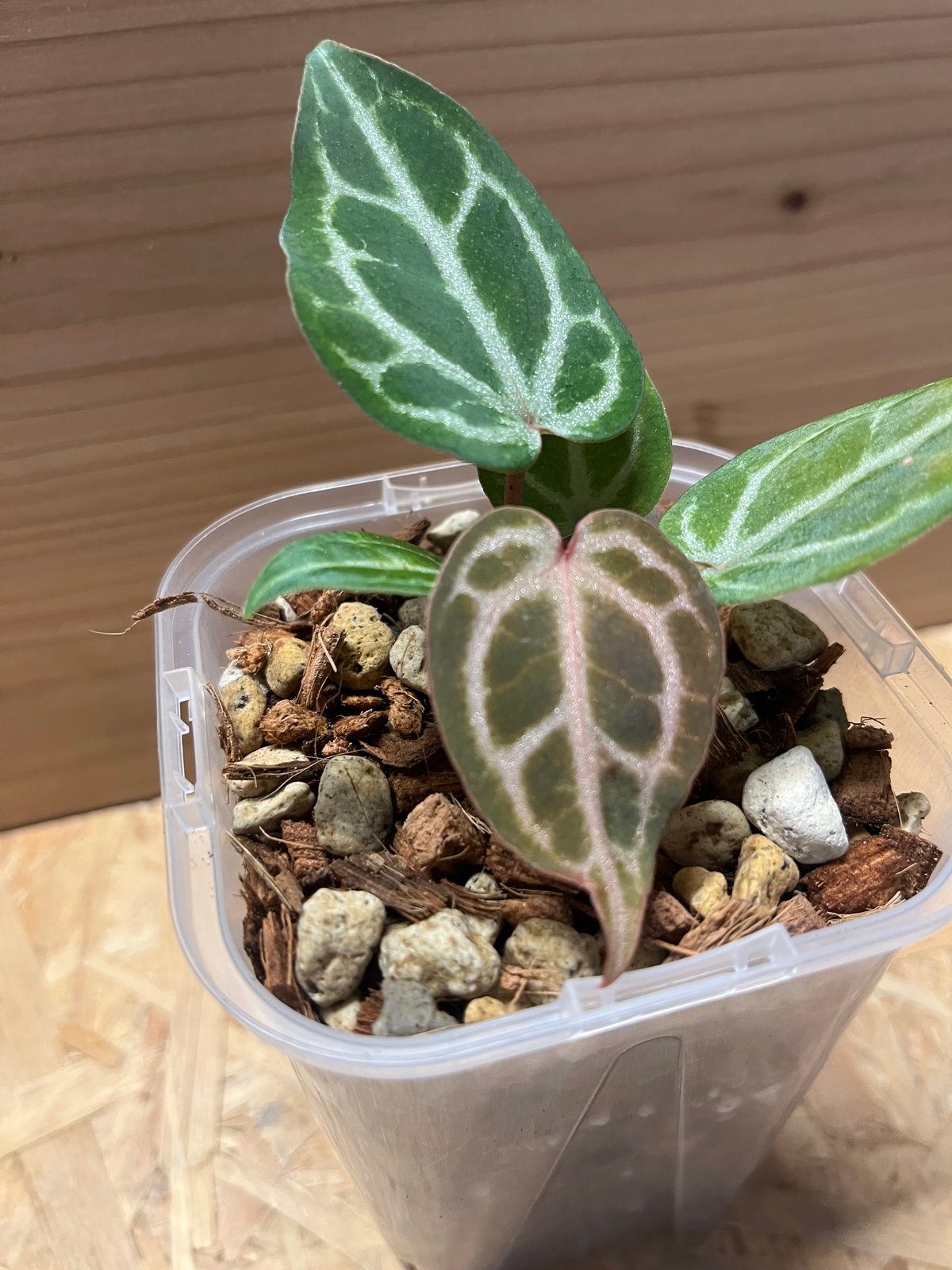 アンスリウム ミシェル×ザラ F3 | GREEN LUCK