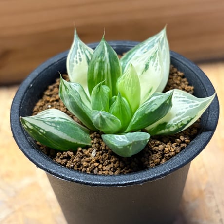 ハオルチア　宝草錦