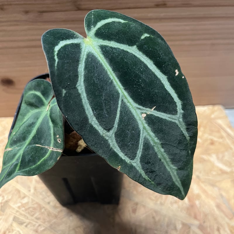 アンスリウム カーラブラッキー ワイルド | GREEN LUCK