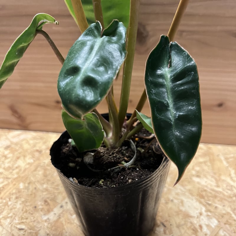 フィロデンドロン ビレッティアエ | GREEN LUCK