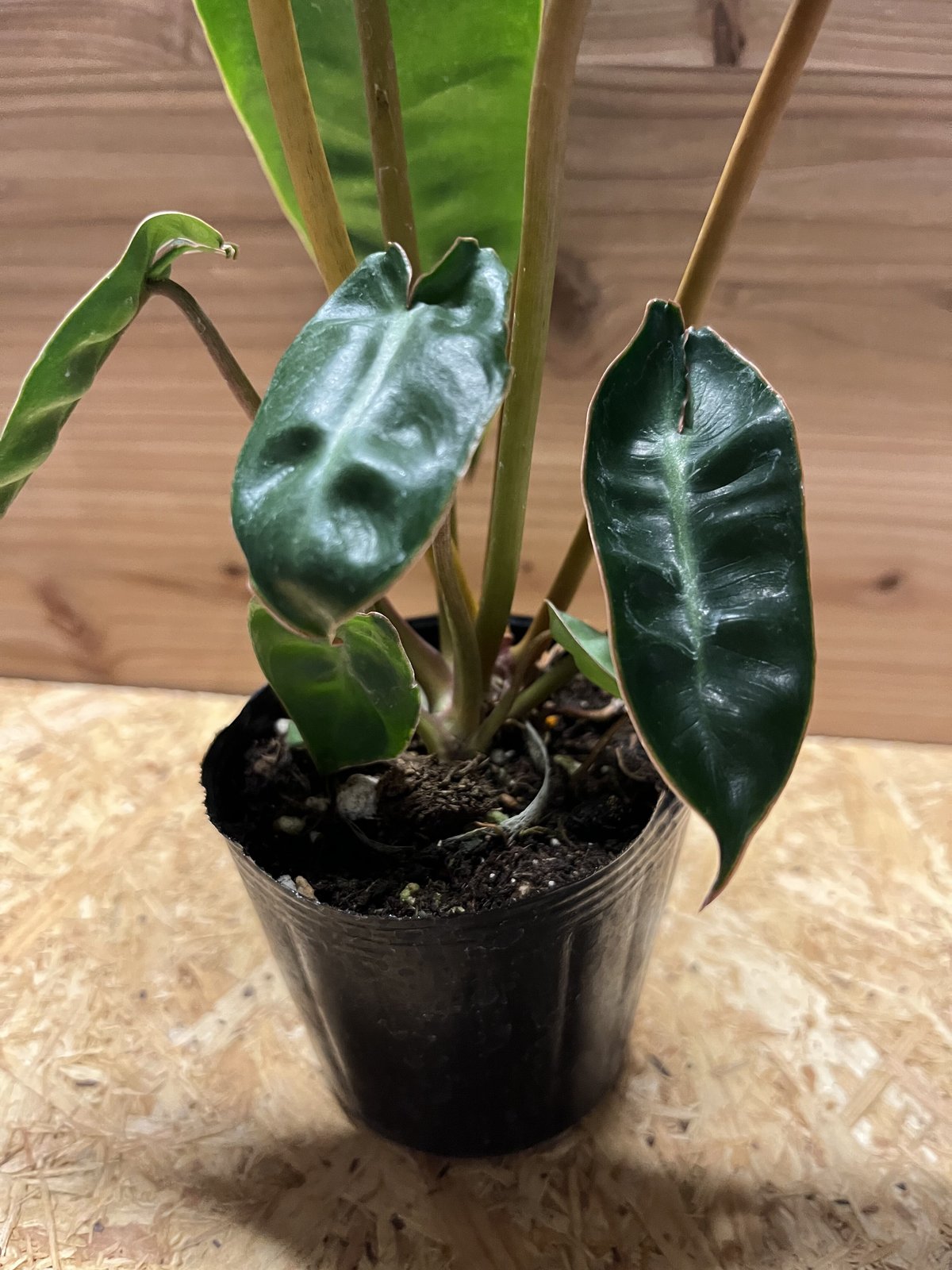 フィロデンドロン ビレッティアエ | GREEN LUCK