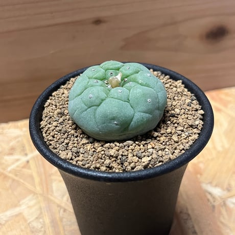 ロフォフォラ　銀冠玉