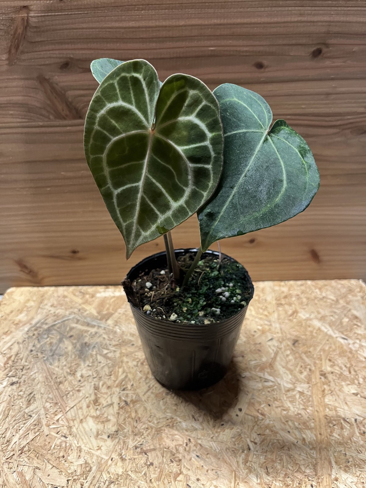 アンスリウム クラリネルビウム | GREEN LUCK