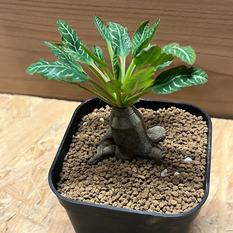 現地球 発根済 多頭ユーフォルビアスパンリンギー ユーフォルビア スパンリンギー | STELLA.PLANTS