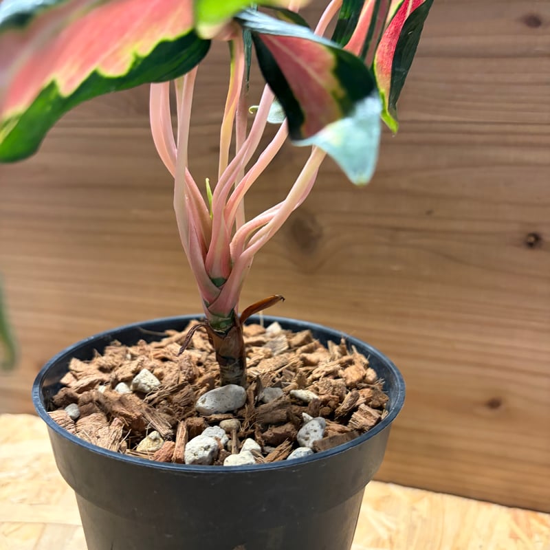 アグラオネマ 'メデューサ' | GREEN LUCK