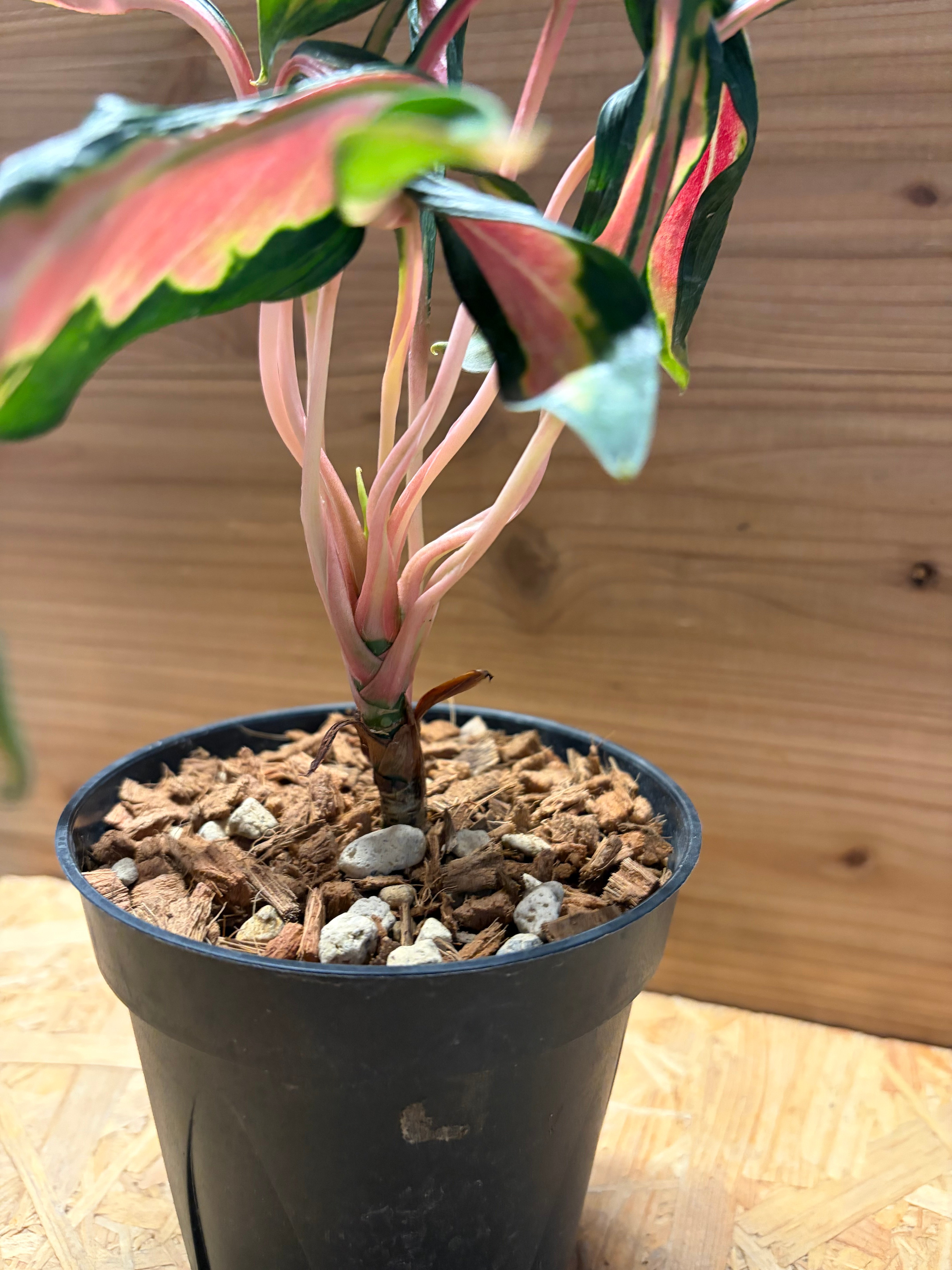 あ*い様 Aglaonema Medusa アグラオネマ メデューサ 観葉植物 original