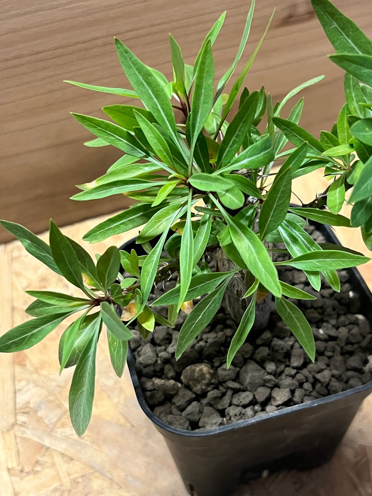 中型 塊根植物 Foquieria pulpusii CHUBBY PLANTS | Fouquieria purpusii 2023年1月播種 来月で丸2年 今年