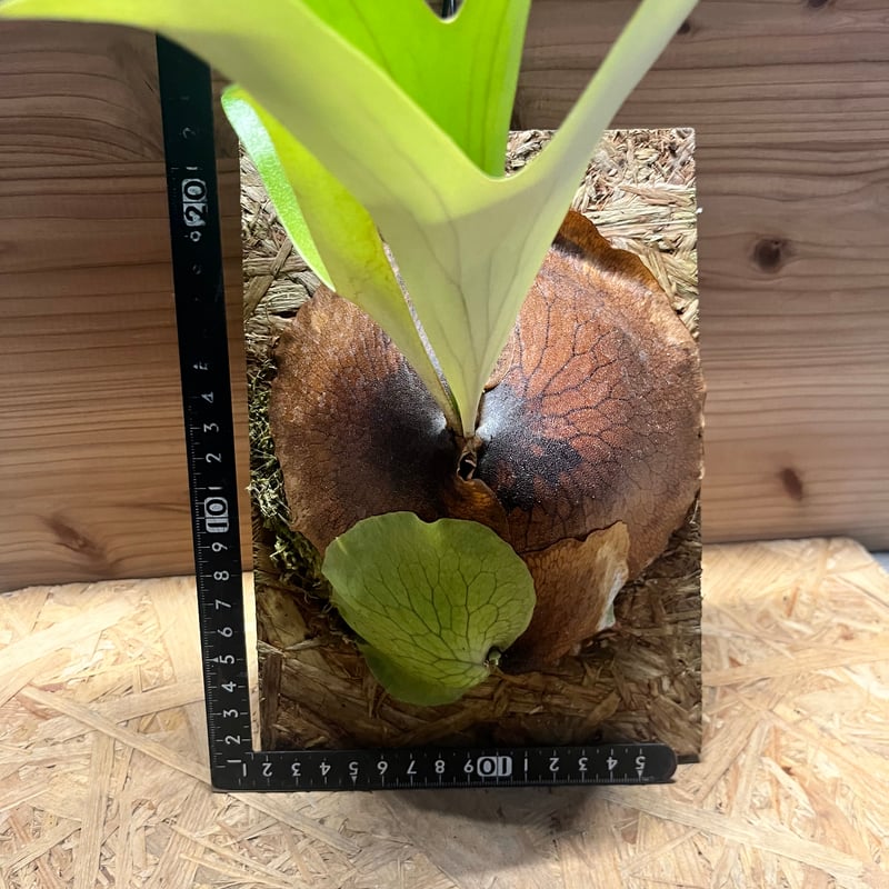 ビカクシダ アルシコルネ アフリカ | GREEN LUCK