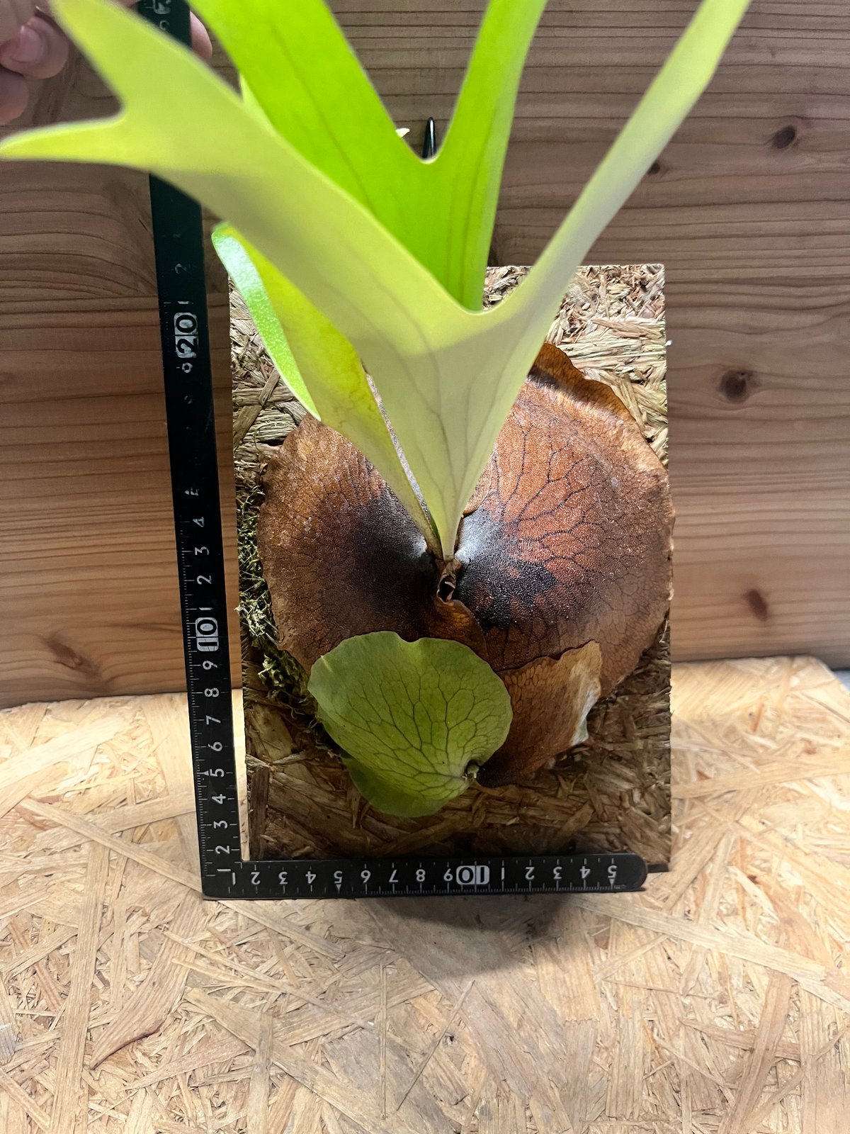 ビカクシダ アルシコルネ アフリカ | GREEN LUCK