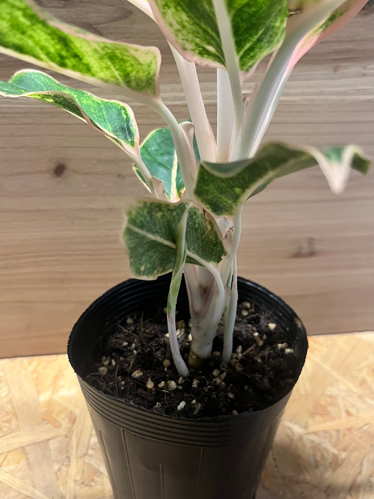 アグラオネマ　サイアムオーロラピンク★ うね下がるカッコよ仕立て3年もの♪特大株 アグラオネマ サイアムオーロラピンク☆ うね下がるカッコよ