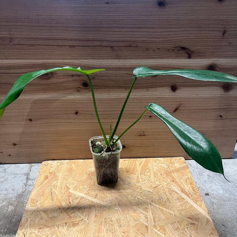 フィロデンドロン ジョーピー | GREEN LUCK