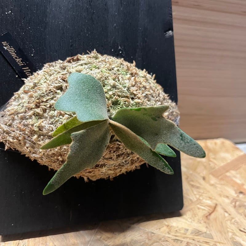 ビカクシダ ウィリンキー ナノ | GREEN LUCK