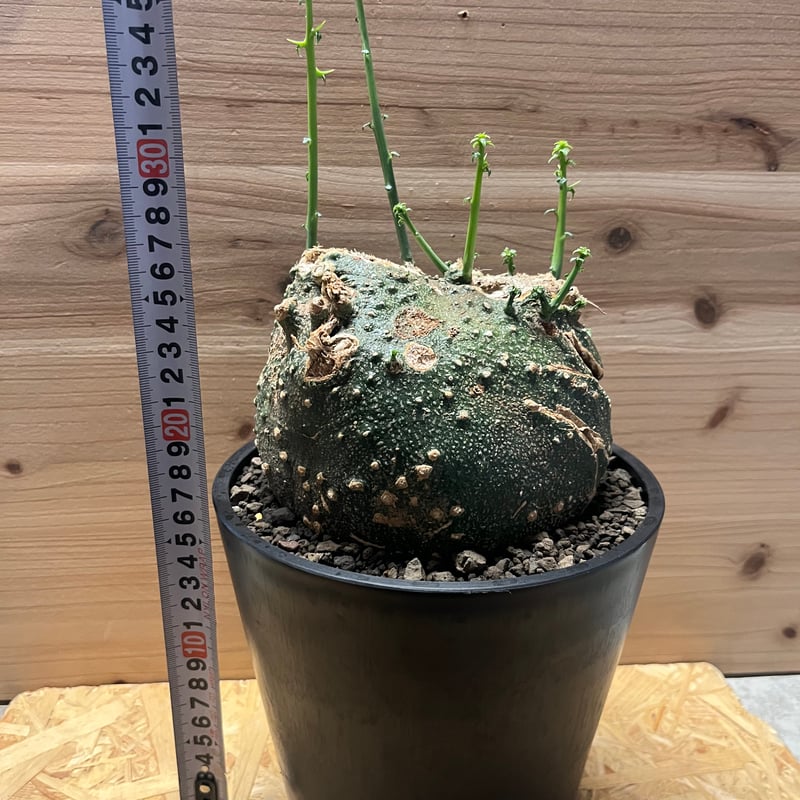 アデニア グロボーサ | GREEN LUCK