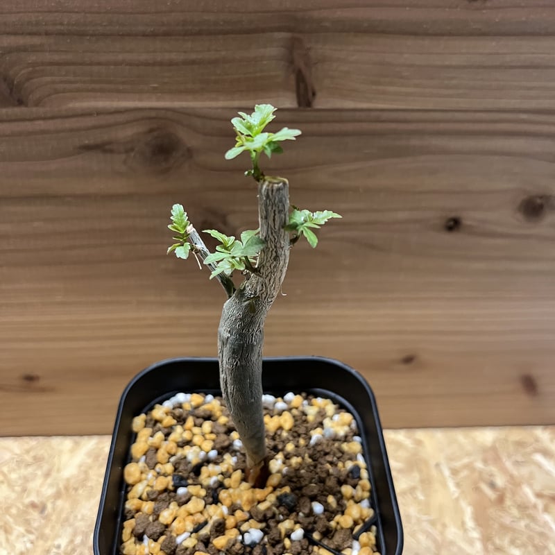 ブルセラ ファガロイデス | GREEN LUCK