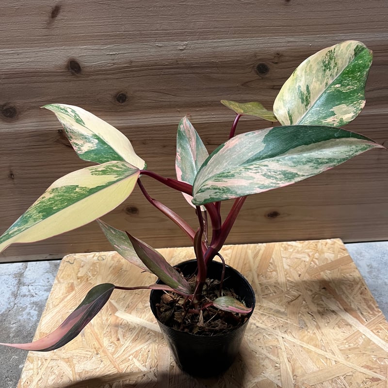 フィロデンドロン ストロベリーシェーク 斑入り 【公式通販】