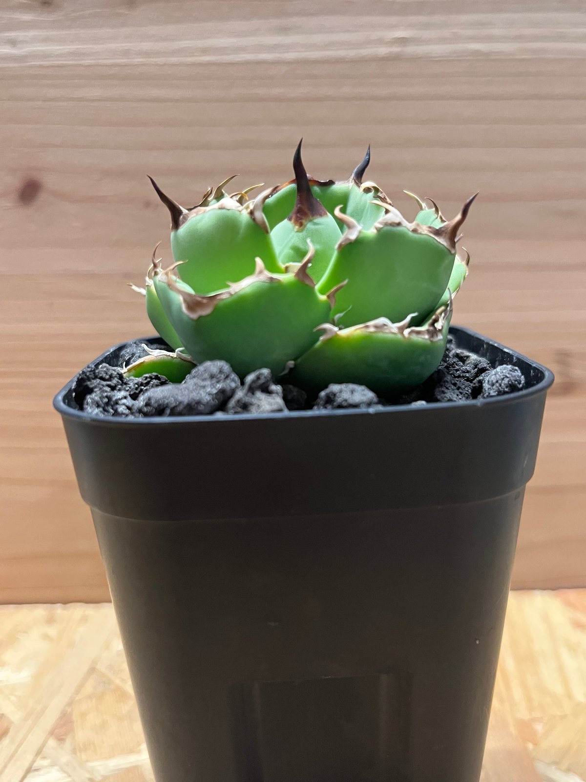 アガベ チタノタ　アングリーハート　セラアート3寸ロング アガベ チタノタ アングリーハート | GREEN LUCK