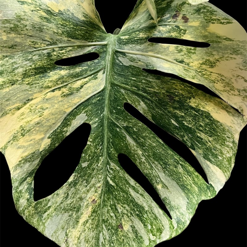 モンステラ25 斑入り　レガシー　デリシオーサ　葉付き発根済み　限定株 モンステラ デリシオーサ 'レガシー' | GREEN LUCK