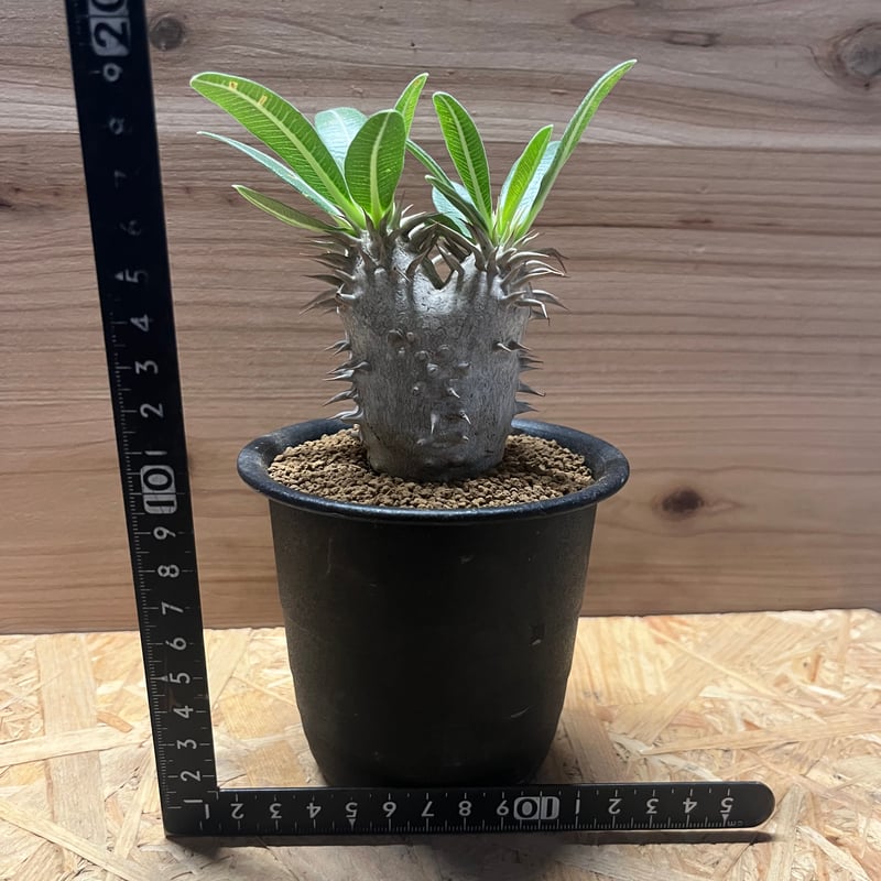 パキポディウム エブレネウム | GREEN LUCK