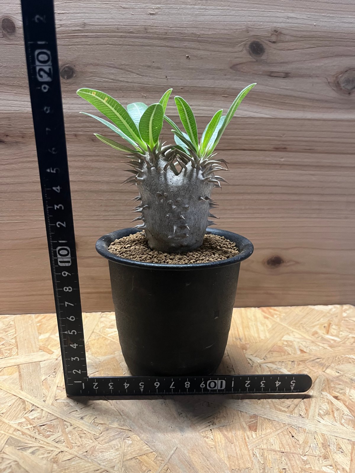 12/5まで出品‼️パキポディウム エブレネウム パキポディウム エブレネウム | GREEN LUCK