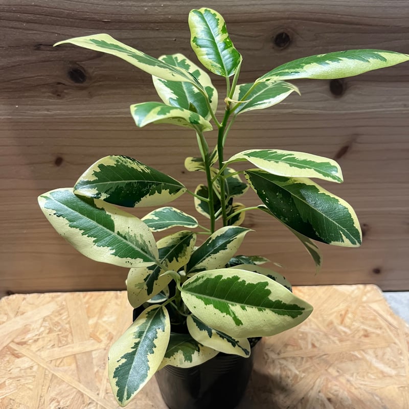 フィカス ルビキノーサ 斑入りフランスゴム | GREEN LUCK