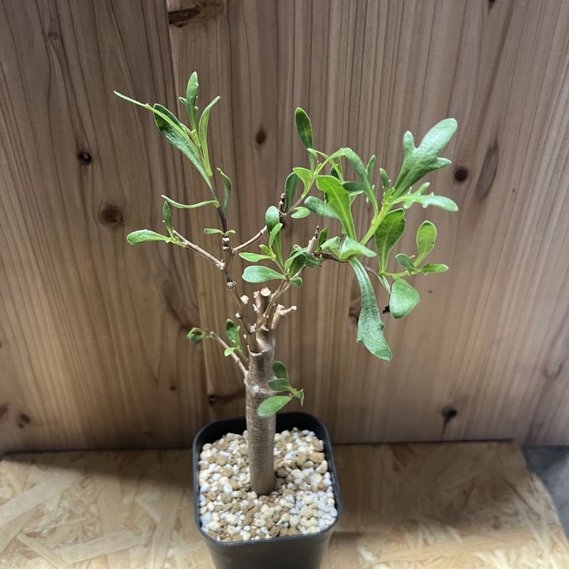 オトンナ ロバタ | GREEN LUCK