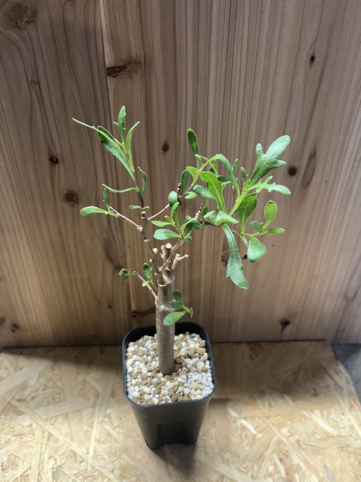 オトンナ ロバタ | GREEN LUCK