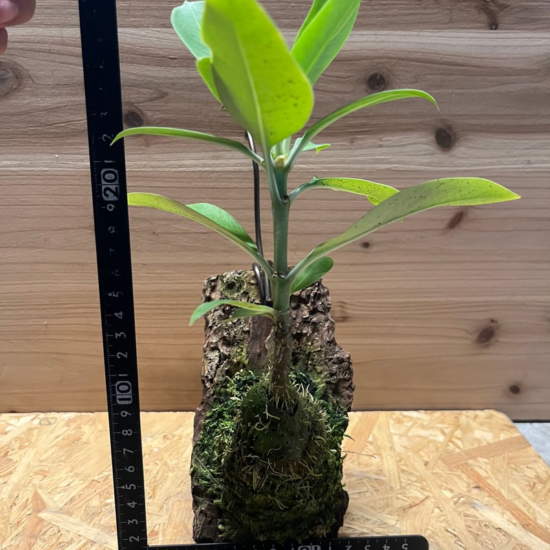 【極希少】アリ植物 アントルリザ・ブラクテオサ ノーマンビー島産 コルク仕立て アントルリザ ブラクテオサ 'ノーマンビー' | GREEN LUCK