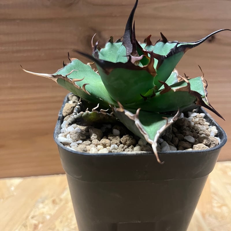 アガベ チタノタ オテロイ ハデス 恐竜牙歯 超コンパクトボール 6