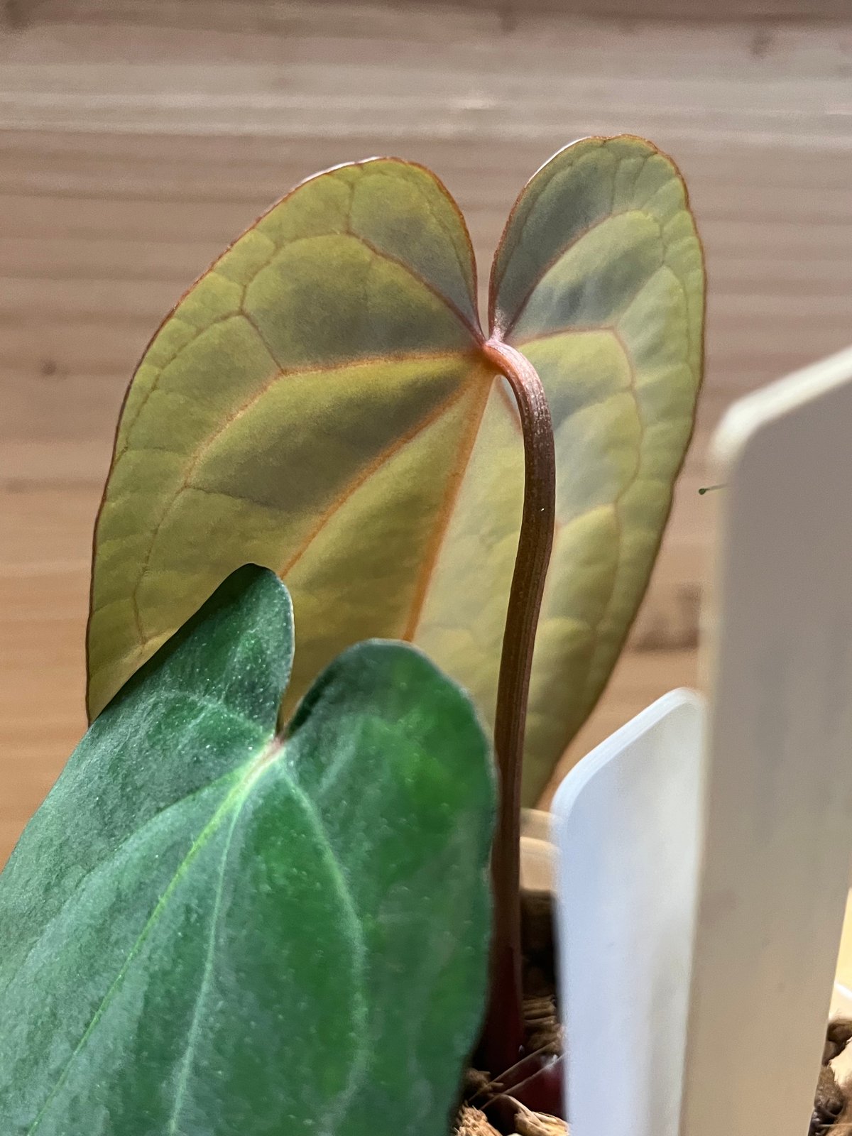 アンスリウムCarlablackiae×crystallinum 速達発送 Anthurium carlablackiae / アンスリウム カーラブラッキアエ
