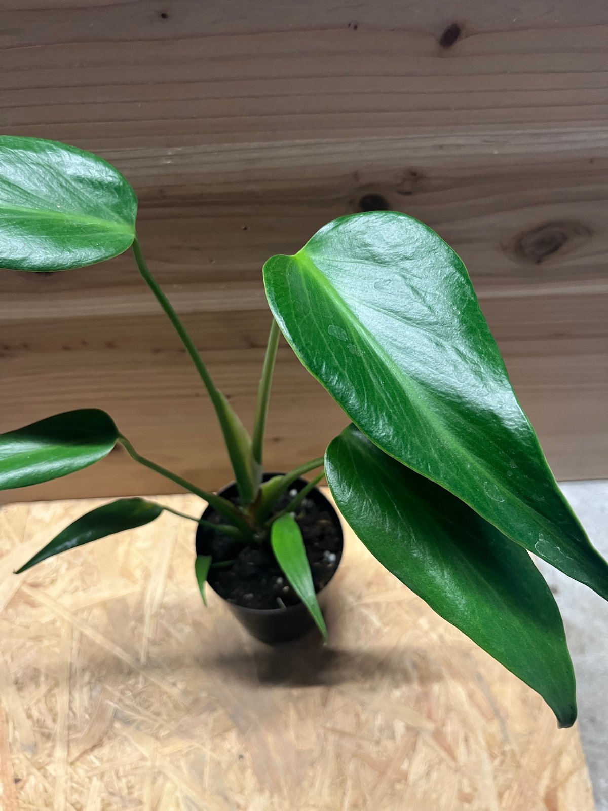 モンステラ バールマルクスフレーム | GREEN LUCK