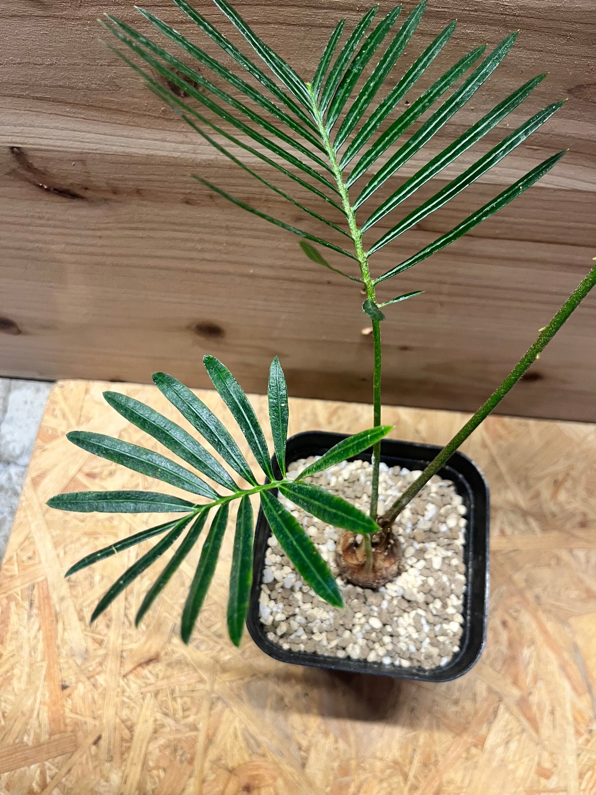 サイカスsp タイシルバー サイカス・タイシルバー(Cycas sp. Silver/Thai Silver Sago)苗