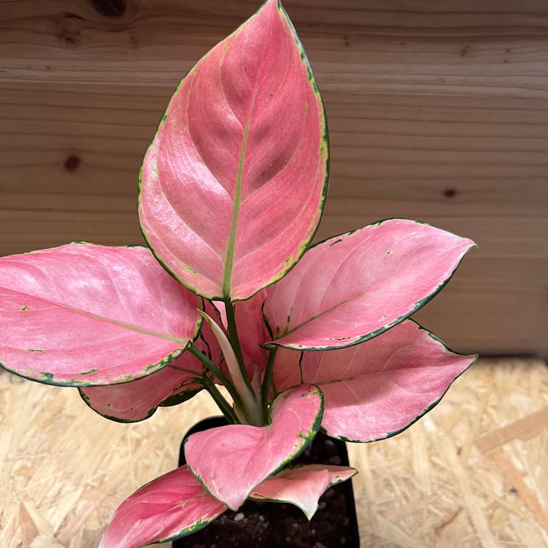 アグラオネマ オーピシャスレッド | GREEN LUCK