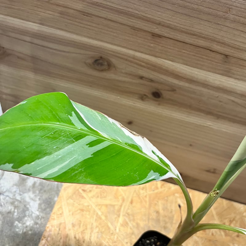 バナナ斑入り　アエアエ 美株　高さ50cm バナナ斑入り アエアエ 美株 高さ50cm Amazon｜斑入りバナナ