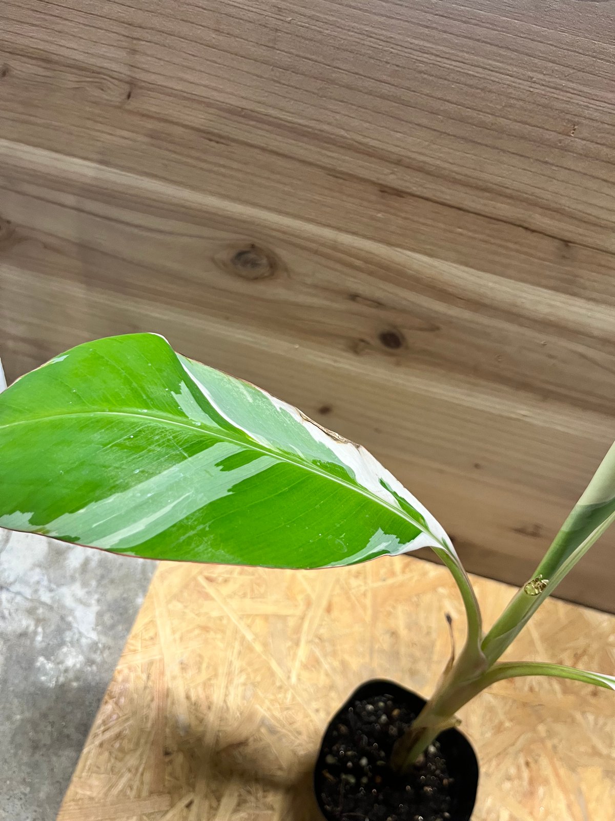 専用出品 ムサ アエアエ 斑入りバナナ | GREEN LUCK