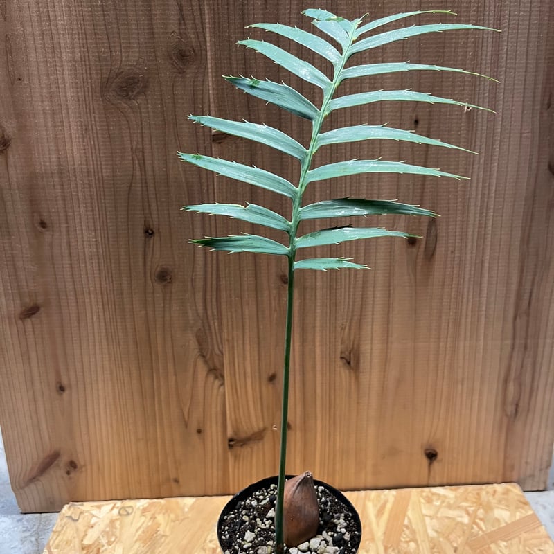 ディオーン スピヌロスム | GREEN LUCK