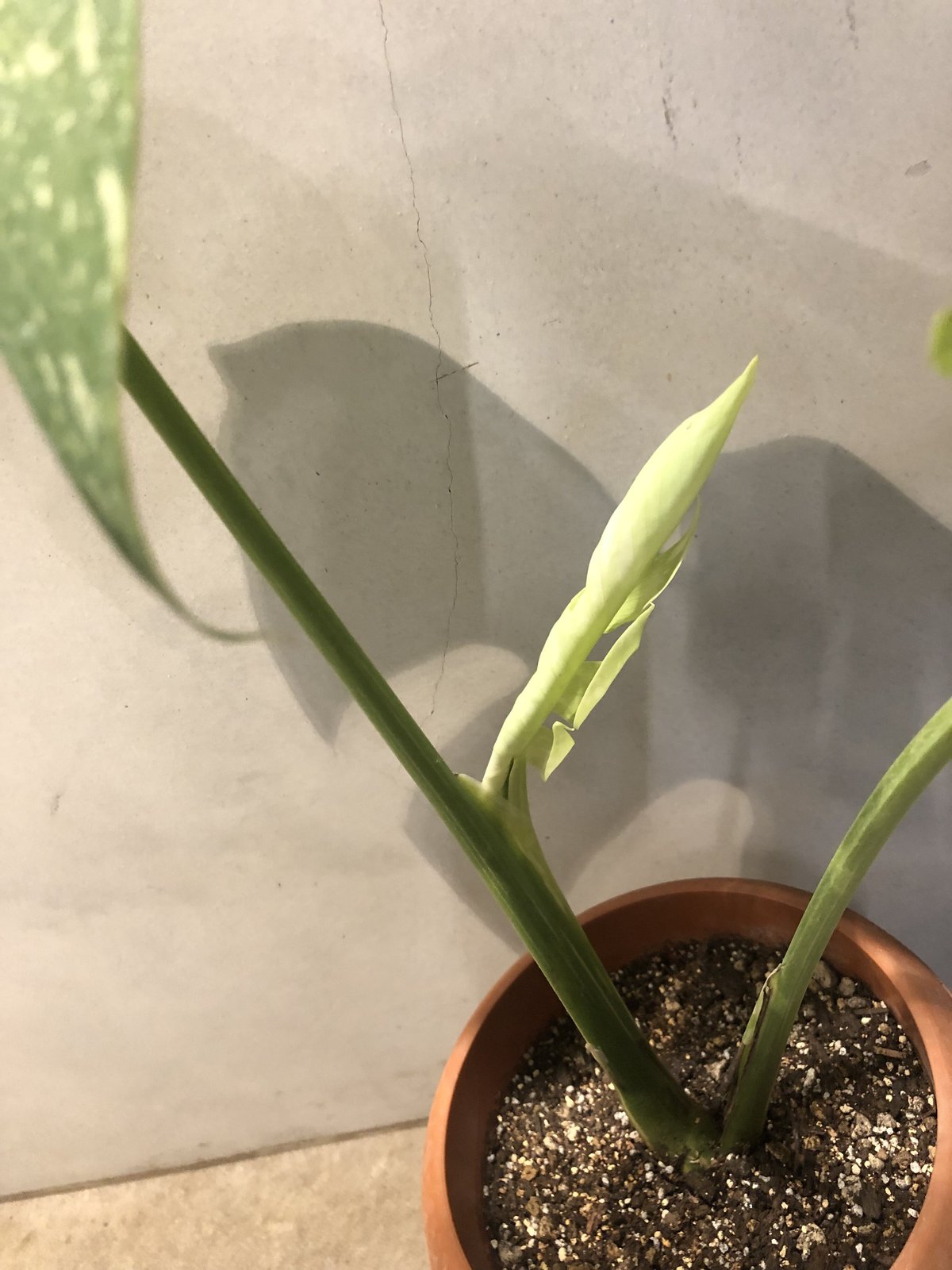 斑入りモンステラ イエローモンスター | GREEN LUCK