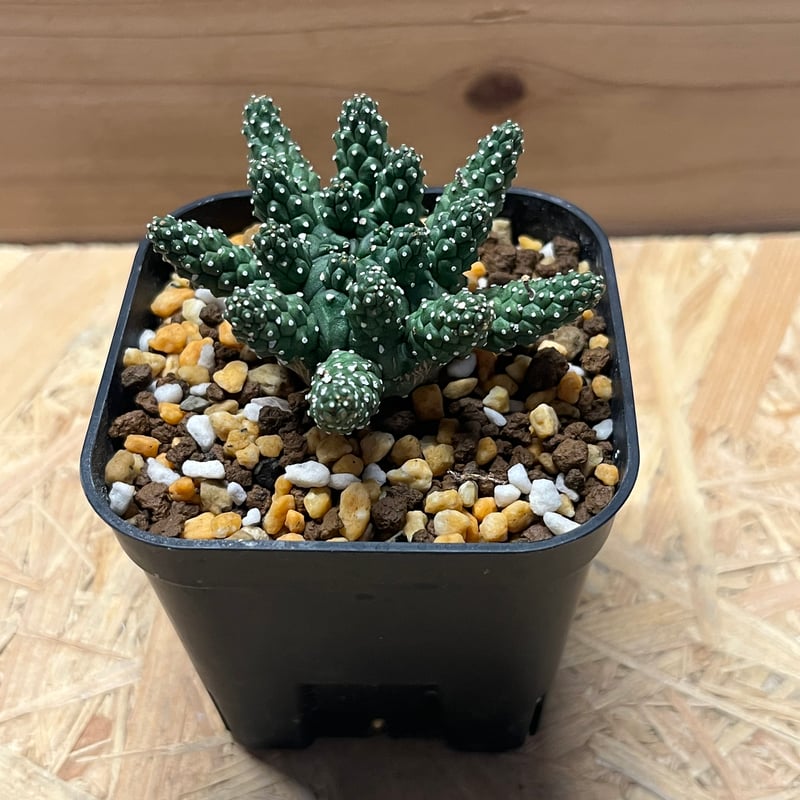 ユーフォルビア　ガムケンシス　変異株 ユーフォルビア ガムケンシス | PROTOLEAF プロトリーフ