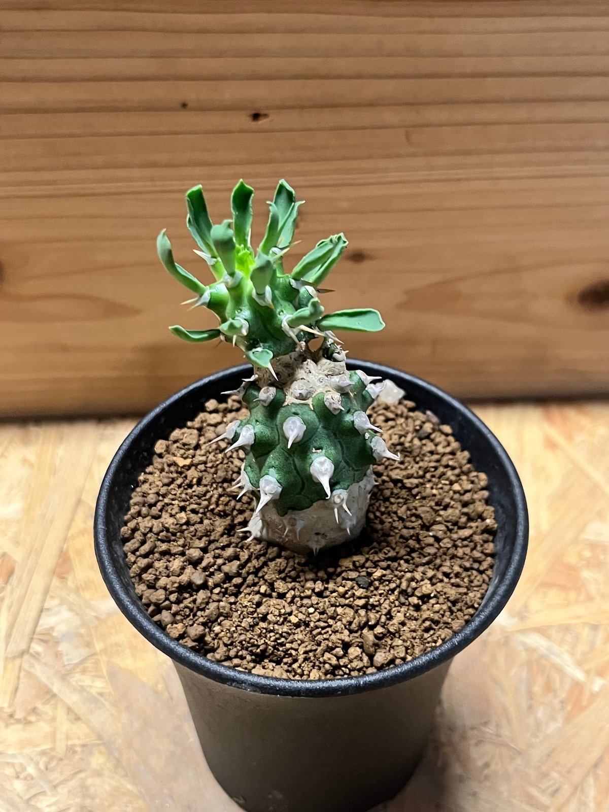 希少 Euphorbia cv.Tom ユーフォルビアcv.TOM ②極太良型 ユーフォルビア cv.トム | GREEN LUCK