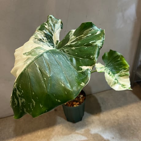 斑入りクワズイモ　オキナワシルバー