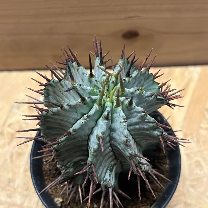 ユーフォルビア ホリダ | GREEN LUCK