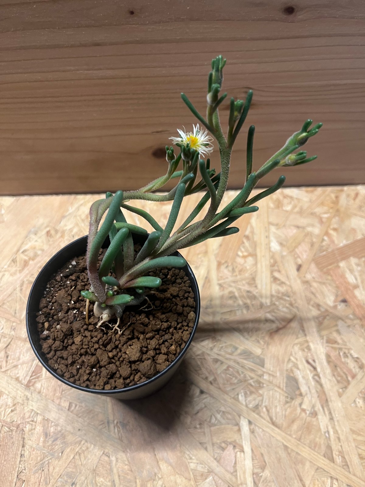 フィロボルス テヌイフロルス 鉢ごと 【公式通販】