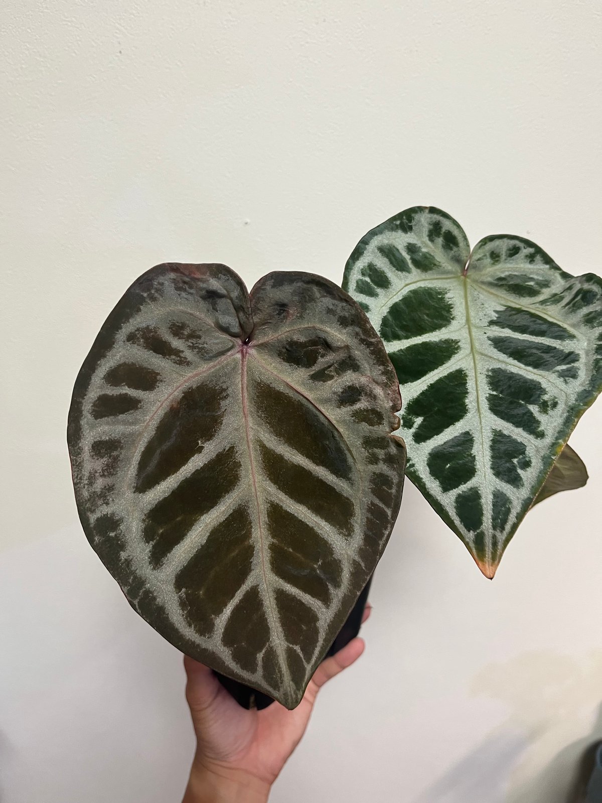 アンスリウムコンプリート Anthurium | BA PLants