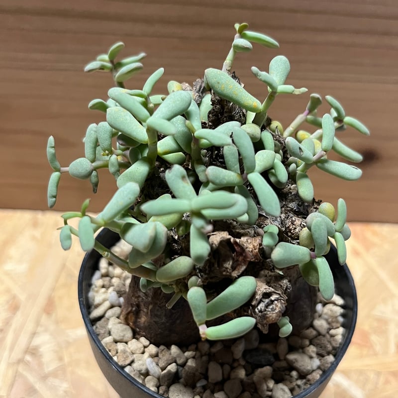 ケラリア ピグマエア | GREEN LUCK