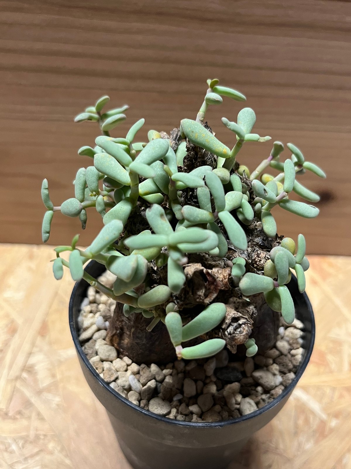 ケラリア ピグマエア | GREEN LUCK