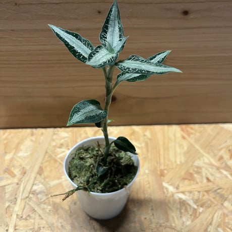 CATEGORY 観葉植物 | GREEN LUCK CATEGORY 観葉植物 | GREEN LUCK