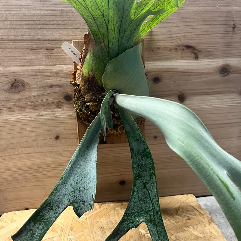 ビカクシダ ウィリンキー シルベリードワーフ スポア | GREEN LUCK