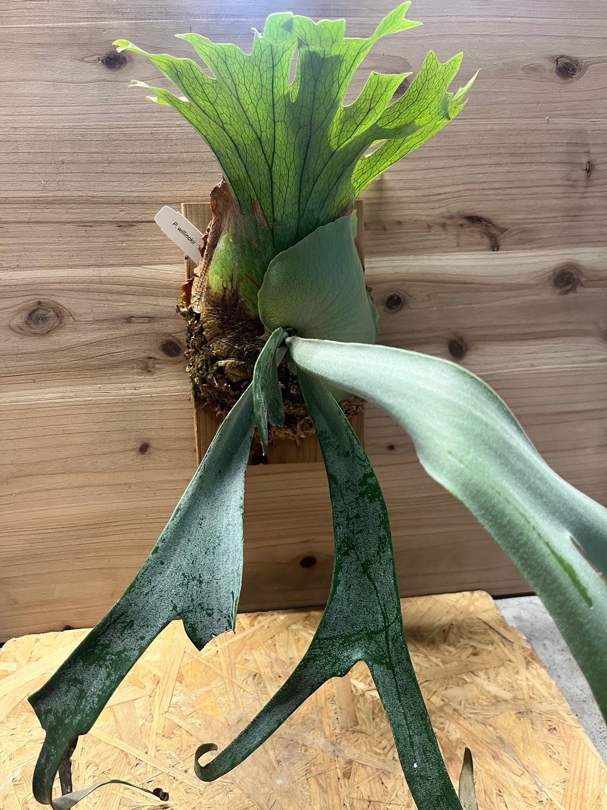 ビカクシダ ウィリンキードワーフ P.Pygmaeum ×P.Dwarf Tatsuta ウィーリンキードワーフ同士の交配
