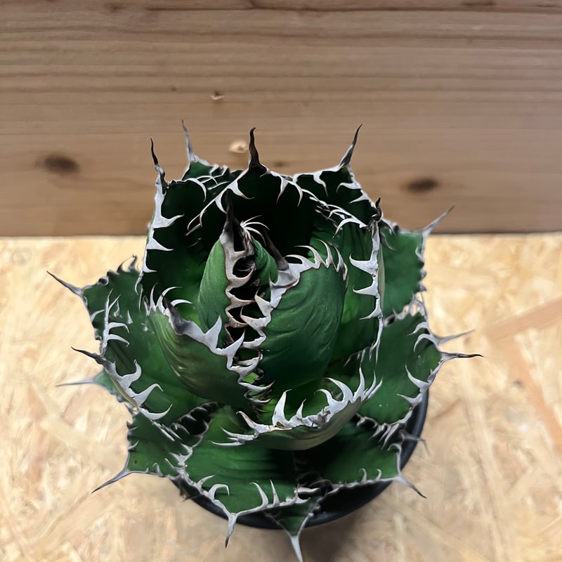 アガベ ホリダ | GREEN LUCK